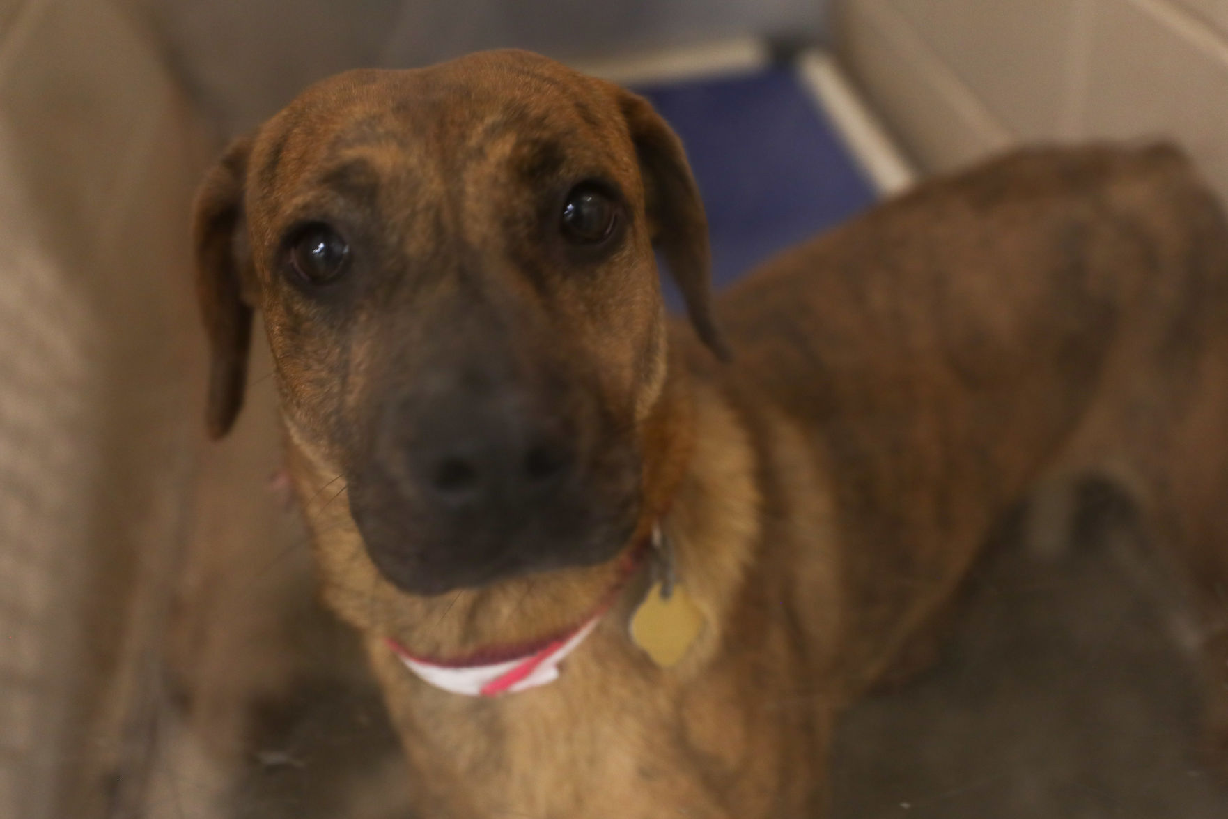 Lee County Humane Society pets for adoption